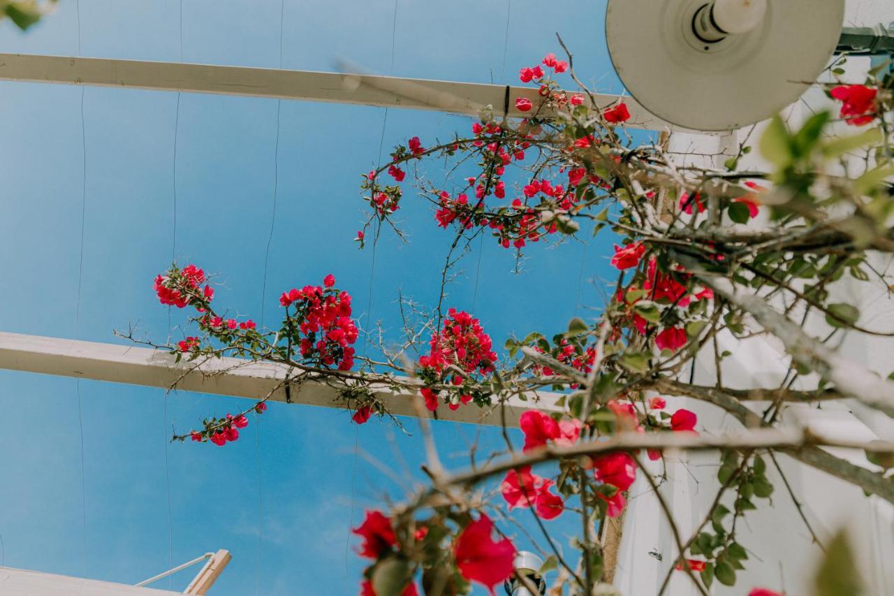 Masseria Agriturismo Il Sorriso Degli Ulivi - Dimora Di Charme Gallipoli Exteriér fotografie