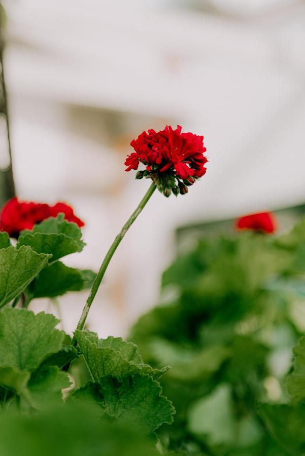 Masseria Agriturismo Il Sorriso Degli Ulivi - Dimora Di Charme Gallipoli Exteriér fotografie