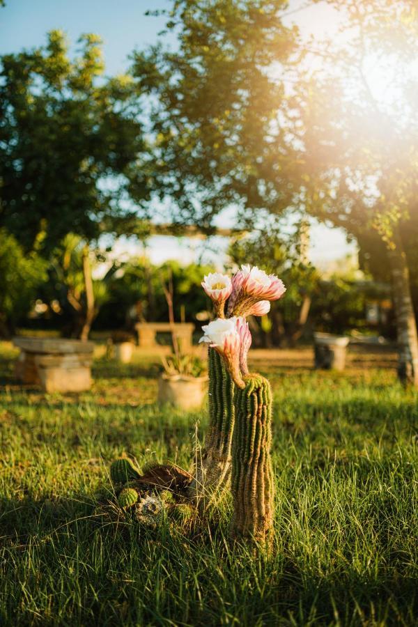 Masseria Agriturismo Il Sorriso Degli Ulivi - Dimora Di Charme Gallipoli Exteriér fotografie